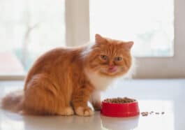 Chat roux mange croquettes