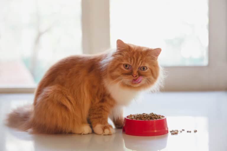 Chat roux mange croquettes