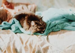 Chat repos malade