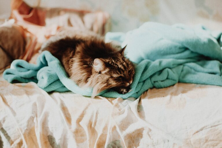 Chat repos malade