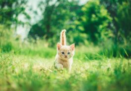 chaton herbe