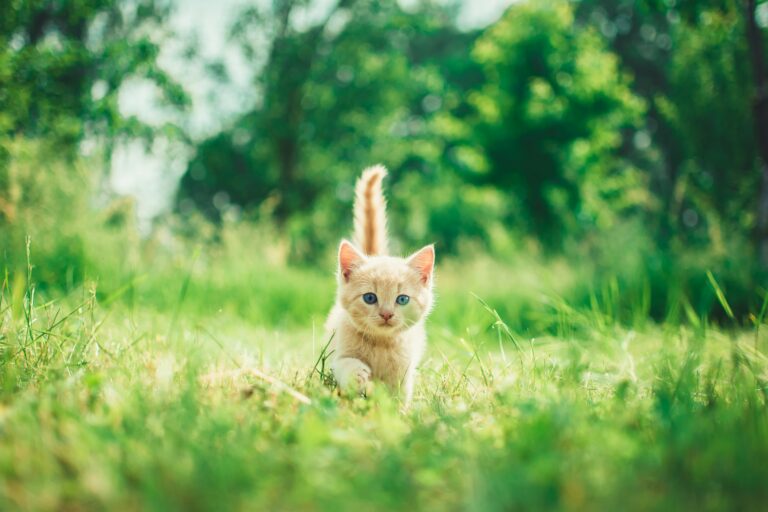 chaton herbe