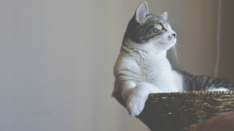 Chat dans arbre à chat