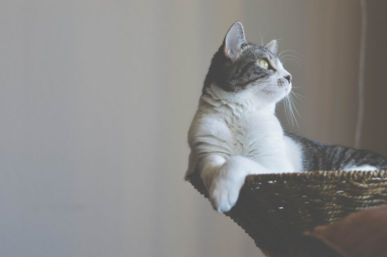 Chat dans arbre à chat