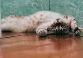 chat couché sur le dos