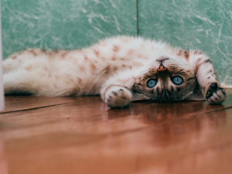 chat couché sur le dos