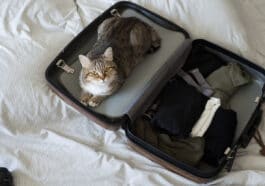 chat valise