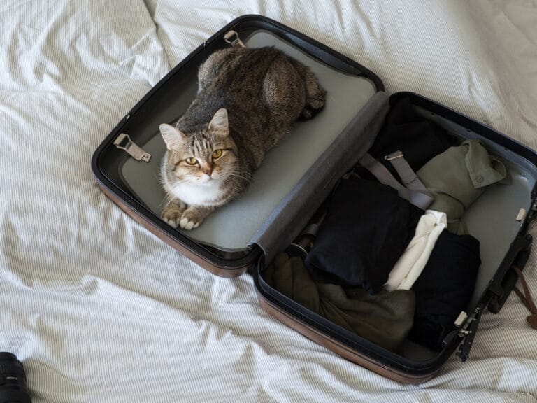 chat valise