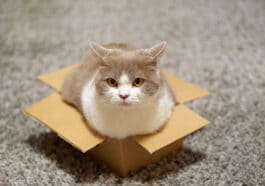 Chat dans une petite boîte