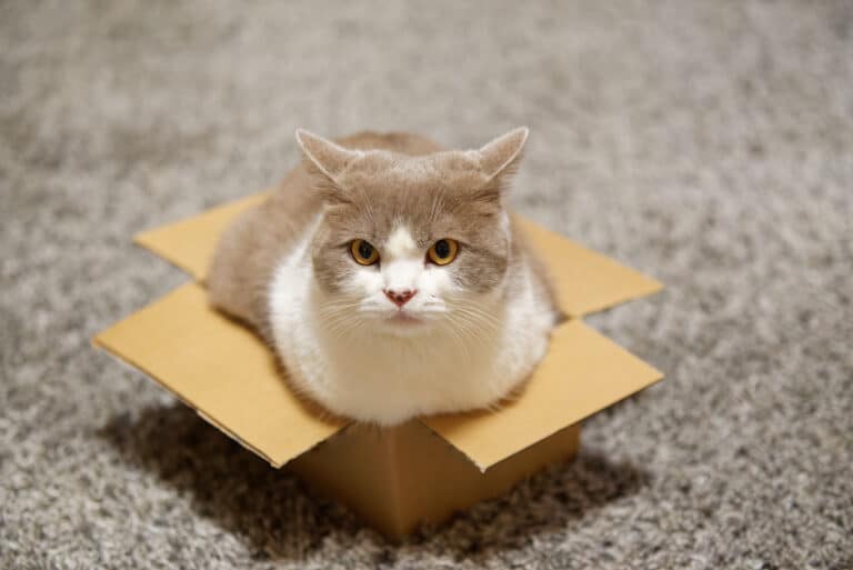 Chat dans une petite boîte