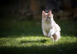 chat dehors