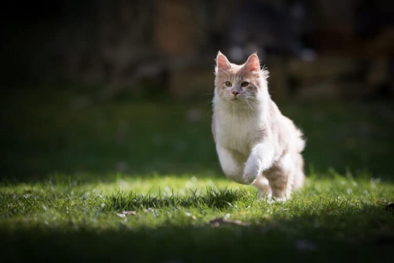 chat dehors