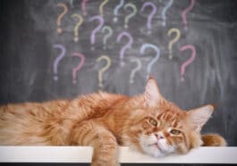 Chat couché point d'interrgation