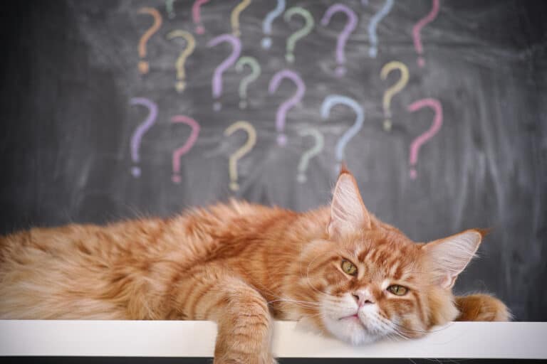 Chat couché point d'interrgation