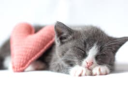 chat dort amour