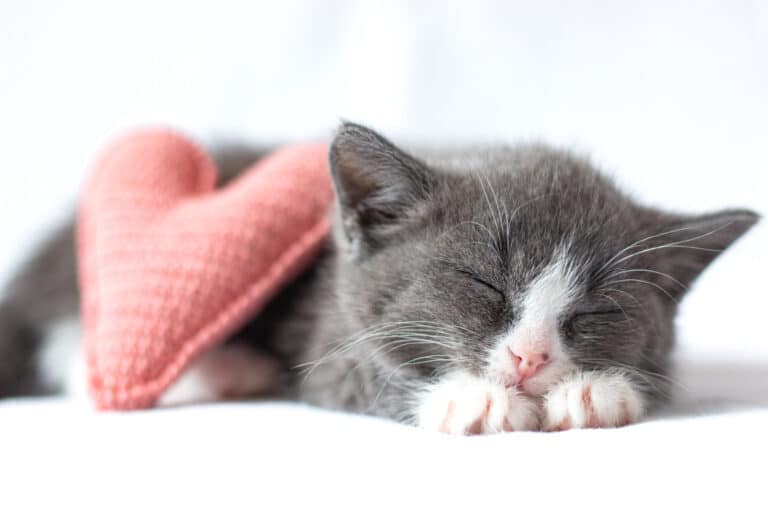 chat dort amour