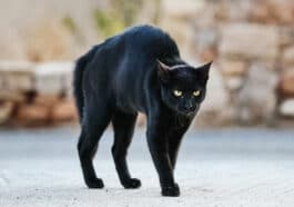 Chat peur agressif