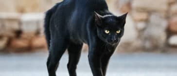 Chat peur agressif
