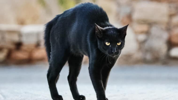Chat peur agressif