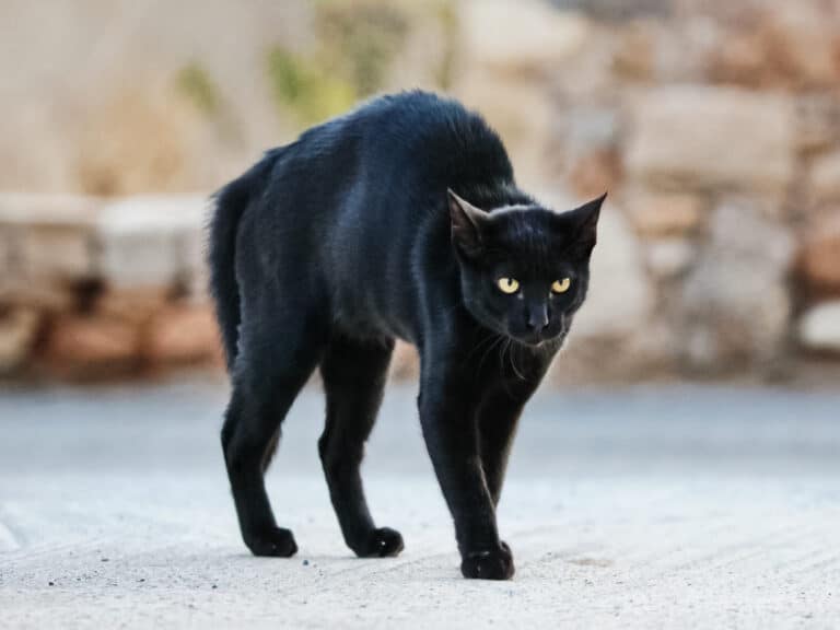 Chat peur agressif