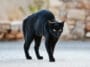 Chat peur agressif