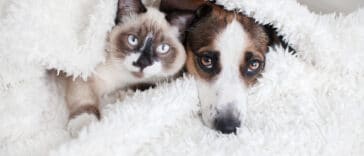 Chat et chien