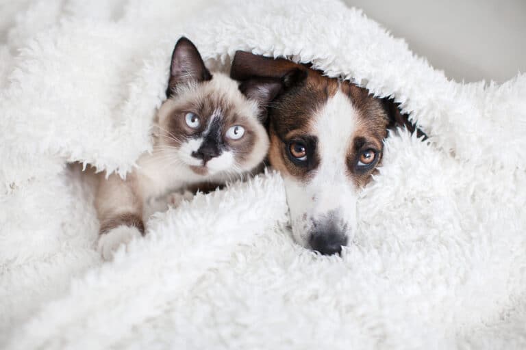 Chat et chien
