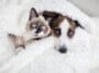 Chat et chien