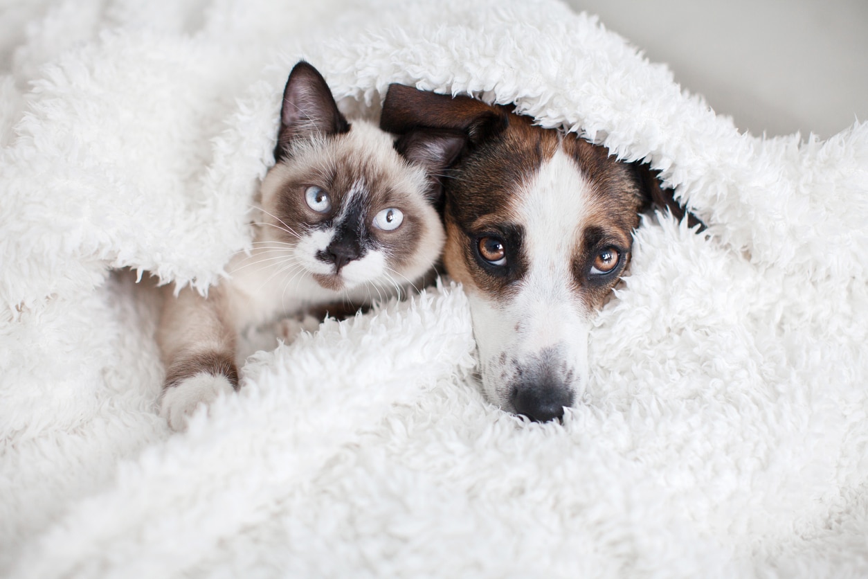 Chat et chien