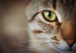 chat yeux