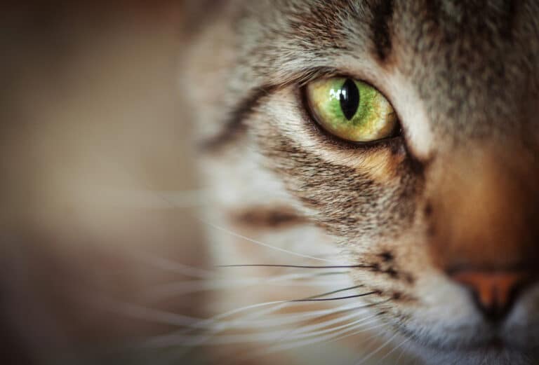 chat yeux
