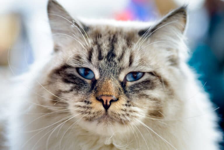 Chat ragamuffin
