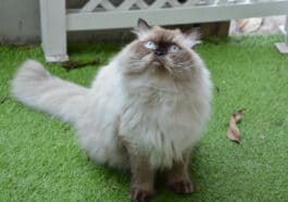 chat himalayen