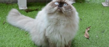 chat himalayen