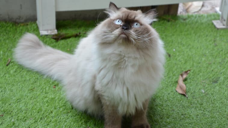 chat himalayen