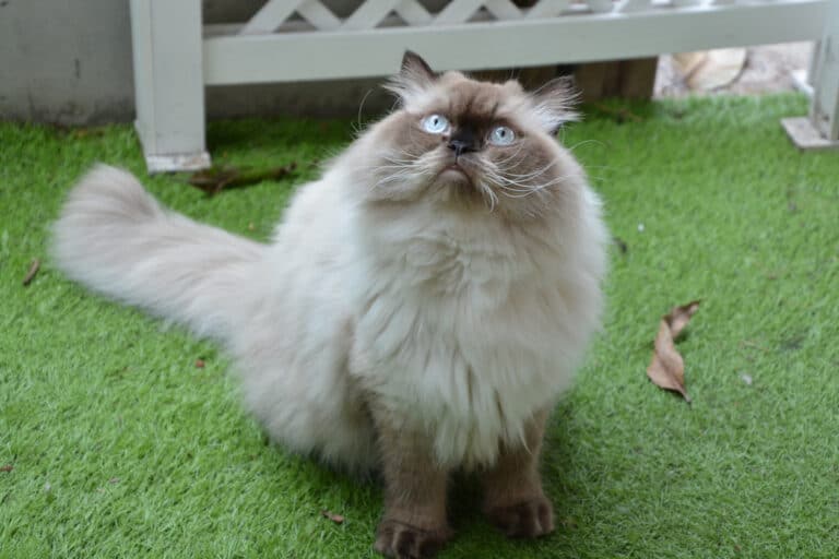 chat himalayen