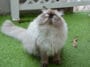 chat himalayen