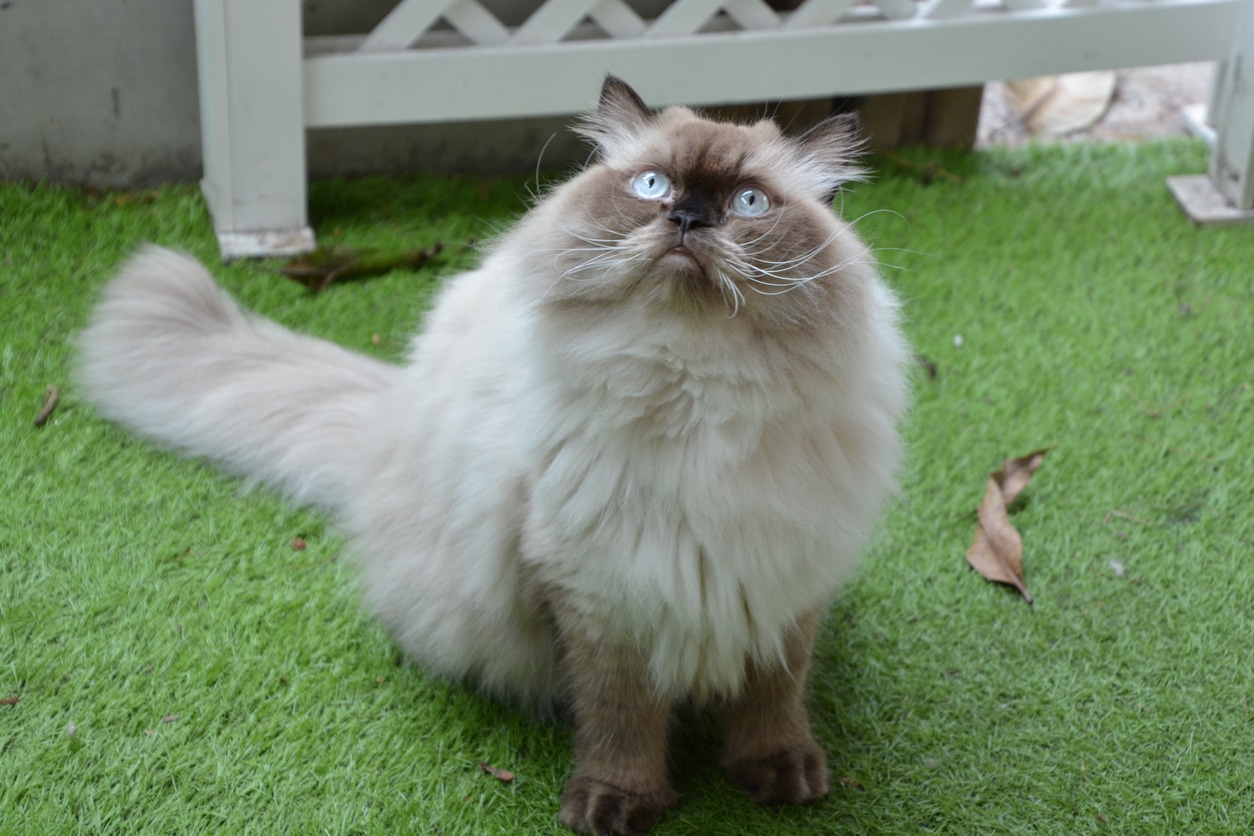 chat himalayen