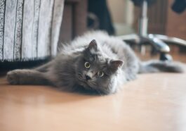 chat allongé dans maison