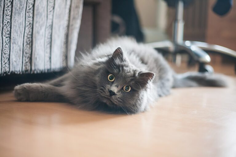 chat allongé dans maison