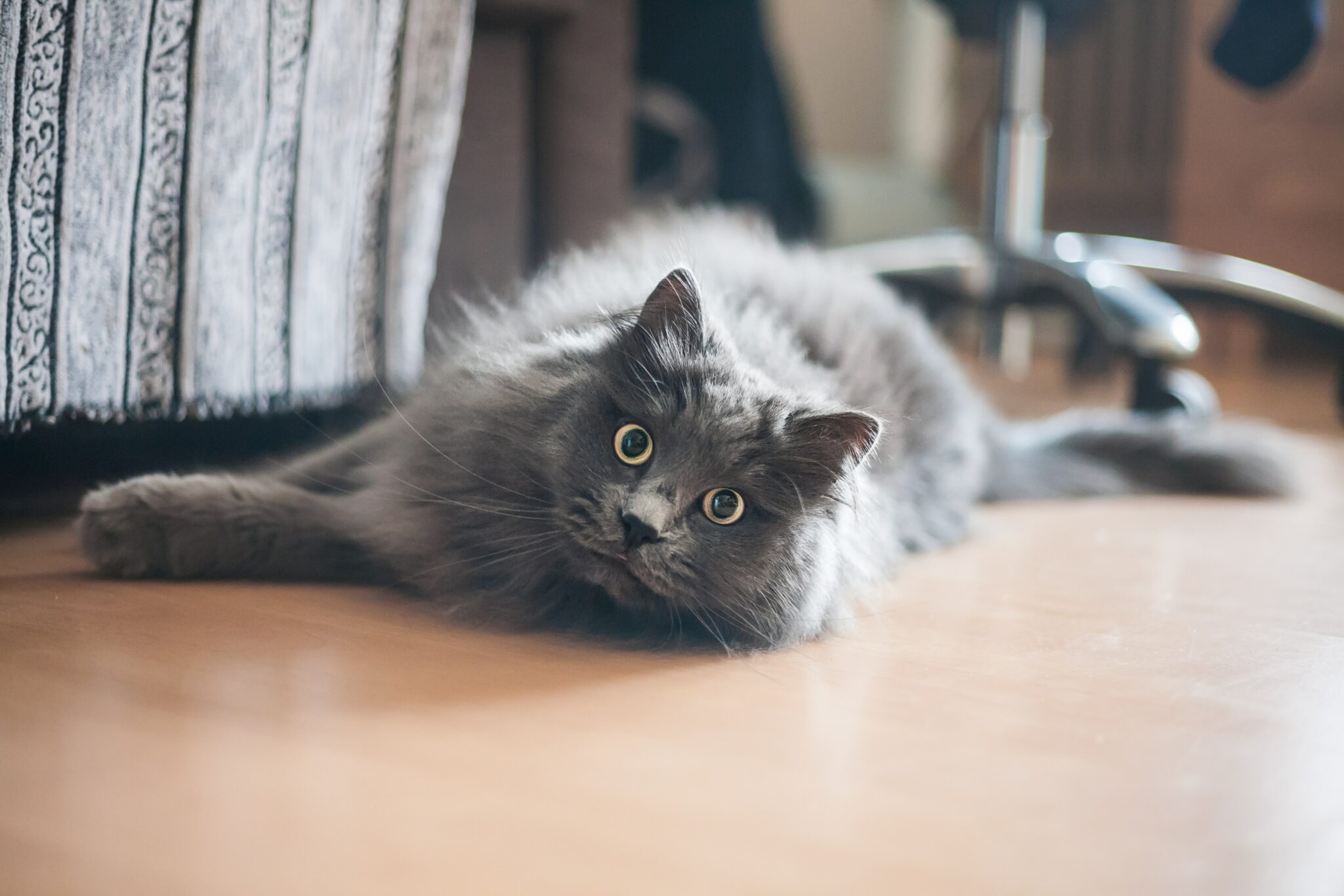 chat allongé dans maison