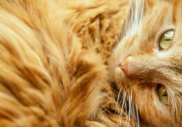 chat roux