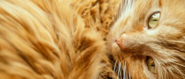 chat roux