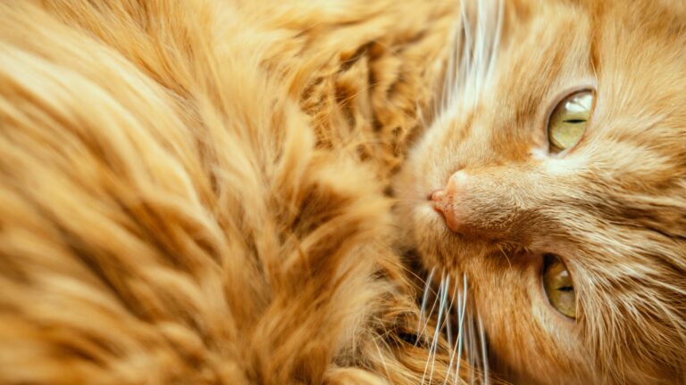 chat roux