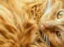 chat roux