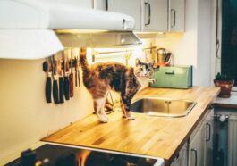 chat dans la cuisine