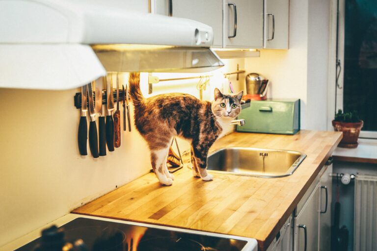chat dans la cuisine