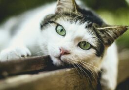 Européen chat couché