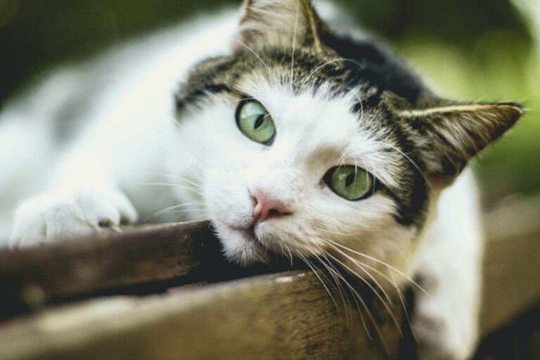 Européen chat couché