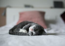 chat allongé sur le lit